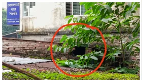 বাগাতিপাড়ায় বিভিন্ন স্থানে একদিনে ৩ চুরি