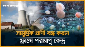 জেলিফিশের আ*ক্রমণে বন্ধ ফ্রান্সের পরমাণু বিদ্যুৎ কেন্দ্র