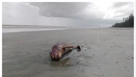 কুয়াকাটা সৈকতে ভেসে এল মৃত ইরাবতী ডলফিন