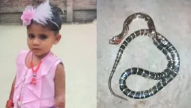 নড়াইলে সাপের কামড়ে ৪ বছরের শিশুর মৃত্যু