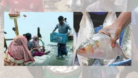 টাকা নয় ভিক্ষা চান ইলিশ