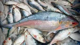 ভরা মৌসুমে ইলিশের আকাল, হতাশায় পায়রার জেলেরা&nbsp;