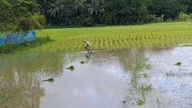 দুমকিতে আমন রোপনে কৃষকের ব্যস্ততা
