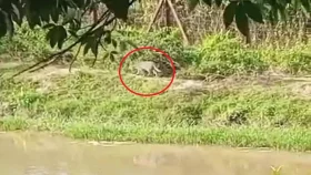 ফেনীর সীমান্তবর্তী এলাকায় লোকালয়ে বাঘ