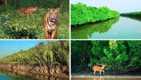 কাল থেকে সবার জন্য উন্মুক্ত সুন্দরবন