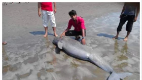 মৃত ডলফিন শতাধিক, মাটি চাপা দিয়ে দায় এড়াচ্ছে কর্তৃপক্ষ