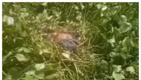 নড়াইলের অজ্ঞাত কিশোরীর অর্ধগলিত মরদেহ উদ্ধার