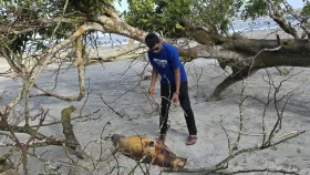 কুয়াকাটা সৈকতে ভেসে এলো ১০ ফুট লম্বা ডলফিন