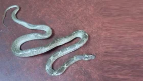 এজলাস কক্ষে সাপ, আদালত পাড়ায় আতঙ্ক