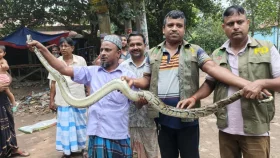 গাজীপুরে বিলুপ্ত প্রজাতির অজগর বার্মিজ পাইথন উদ্ধার