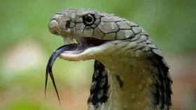 মাদারগঞ্জে সাপের কামড়ে প্রাণ গেল কৃষকের