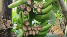 করলা, শিম ও কলাগাছের সাথে এ কেমন শত্রুতা!
