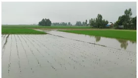 সারিয়াকান্দিতে টানা বৃষ্টিতে ডুবছে মরিচের চারা