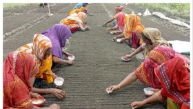 ঈশ্বরদীতে শীতকালীন সবজি চাষে ব্যস্ত সময় কাটাচ্ছেন চাষিরা