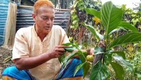 ননী ফল চাষে সফল ময়মনসিংহের রফিকুল