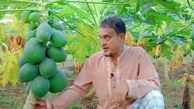 ত্রিশালে রেড লেডি জাতের পেঁপের বাম্পার ফলন&nbsp;