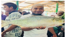 কুয়াকাটায় এক ইলিশ বিক্রি ১৪ হাজার টাকা