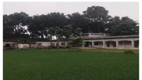 স্কুল মাঠে ধান চাষ, ভোগান্তিতে শিক্ষার্থীরা
