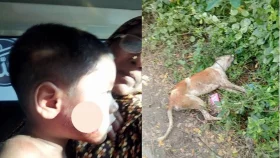 মুরাদনগরে পাগলা কুকুরের কামড়ে আহত অর্ধশতাধিক