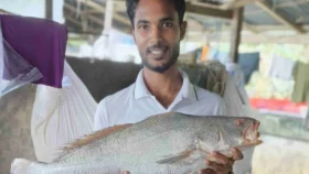 কালো পোয়া দেখতে আড়তে ভিড়, দাম ৮০ হাজার
