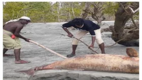 কুয়াকাটা সৈকতে ফের ভেসে এল মৃত ডলফিন