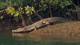 সুন্দরবনে কুমিরের আক্রমণে জেলের মৃত্যু