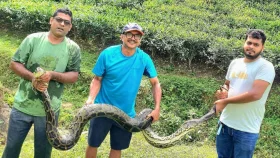 চা বাগানে থেকে অজগর উদ্ধার