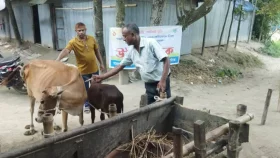 অ্যানথ্রাক্সের ৮০ পয়সার টিকা ২০ টাকায় বিক্রি