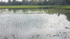 কুড়িগ্রামে ১৮০০ হেক্টর জমির ফসল নিমজ্জিত