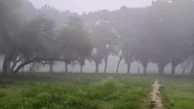 হঠাৎ মেহেরপুরে কুয়াশা ছবিতে দেখুন