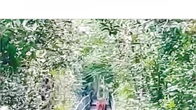 সুন্দরবনের হাড়বাড়িয়ায় চোখের সামনে বাঘ