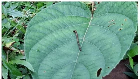 জোঁকের উপদ্রবে কৃষিকাজে নিযুক্ত শ্রমিকরা বিপাকে