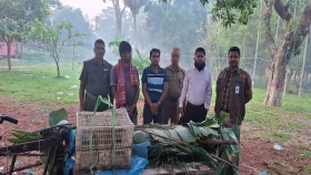 বনে ফাঁদ পেতে পাখি শিকার, ২ শিকারীর কারাদণ্ড