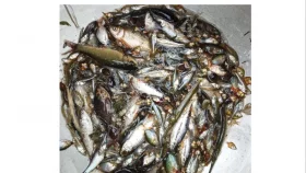 দেশি মাছ এখন চায়না ও দুয়ারী জালের ফাঁদে