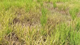 হিলিতে আমনে কারেন্ট ও মাজরা পোকার আক্রমণ