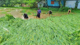 বগুড়ায় টানা ১৩ ঘণ্টা বৃষ্টি, ক্ষতির মুখে চাষিরা