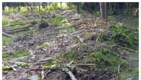 জমি ও রাস্তার বিরোধে প্রতিপক্ষের কলাবাগান কেটে সাফ