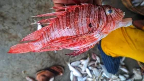 কুয়াকাটায় জেলের জালে উঠে এলো বিষাক্ত &lsquo;লায়নফিশ&rsquo;
