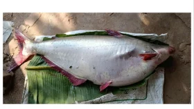 পায়রা নদীতে ১৮ কেজির বিশাল পাঙ্গাশে চমক