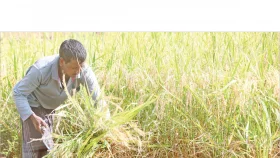 আমনে বাম্পার ফলনের আশা কৃষি উপদেষ্টার
