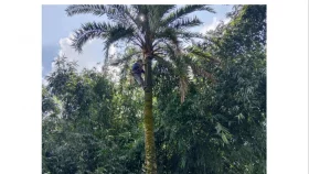 সখীপুরে খেজুরের রস সংগ্রহে ব্যস্ত গাছিরা