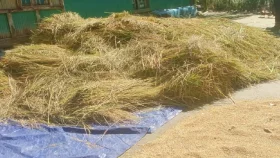 হাতিয়ায় সন্ত্রাসী কায়দায় জমির ধান কেটে নেওয়ার অভিযোগ