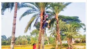 যশোরে ১০০ কোটির রস-গুড়-পাটালি বিক্রির টার্গেট&nbsp;