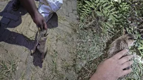 বনে ফিরল বিরল প্রজাতির মেছো বিড়ালের ২ ছানা