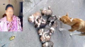পানিতে কুকুরছানা ফেলে হত্যা, অভিযুক্ত নারী গ্রেপ্তার