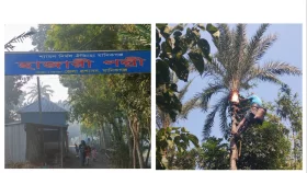 মানিকগঞ্জে হাজারী গুড় তৈরিতে চলছে খেজুরের রস আহরণের প্রস্তুতি