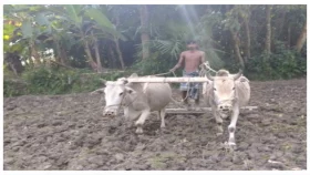 যান্ত্রিক চাষে হারিয়ে যাচ্ছে গরু দিয়ে হাল চাষের ঐতিহ্য
