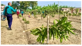 রাজশাহীতে কৃষকের  ১১৭টি আম গাছ কেটে ফেলেছে