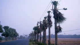 নওগাঁয় ৫ শতাধিক তাল গাছের মাথা কেটে দিল নেসকো