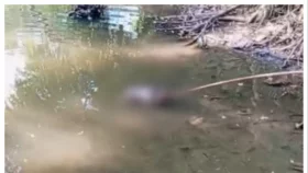 মুরাদনগরে অজ্ঞাত নবজাতকের লাশ উদ্ধার